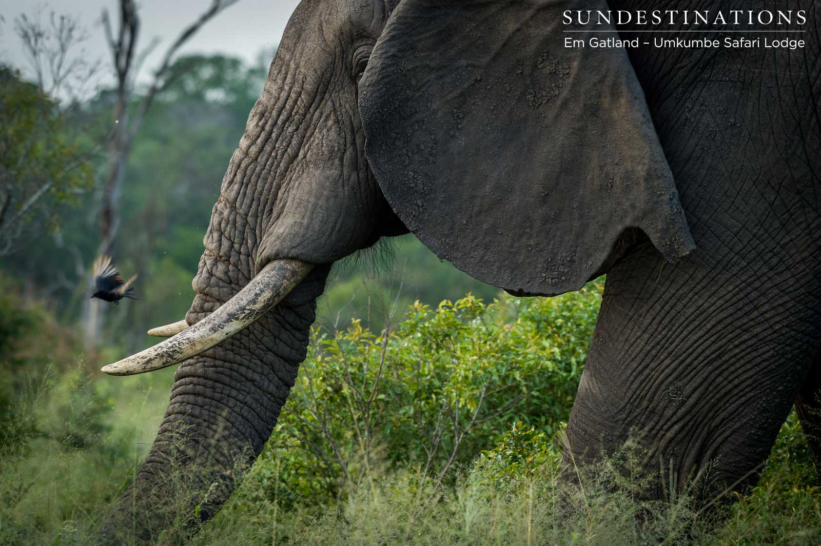 Elephant at Umkumbe