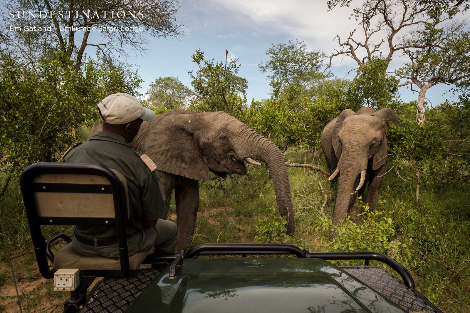 Umkumbe Game Drive - Elephants