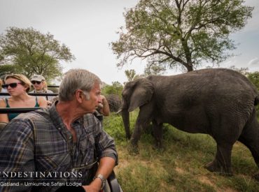 With their deeply etched tusks, leathery hairless skin, paintbrush bristle eyelashes, muddy appearance, ears that flap like flags in the wind and soft feet resembling comfortable slippers; the African elephant has become one of the most sought after animals to spot while on safari. Their soulful eyes hide a sensitive, intelligent and curious nature, which is […]