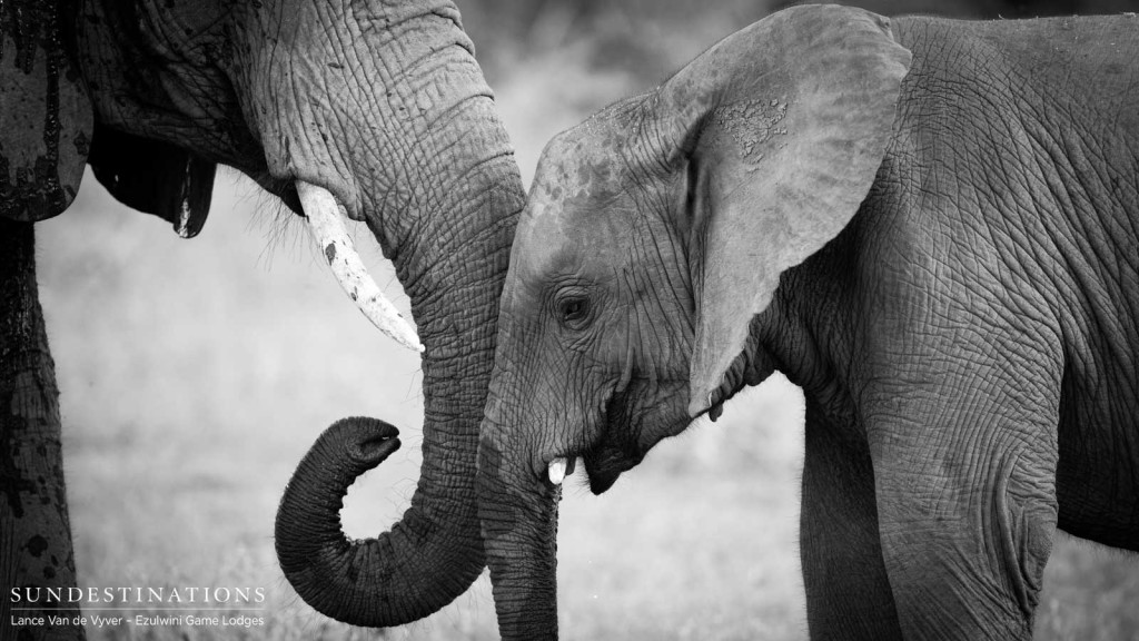 Elephants bonding at a waterhole