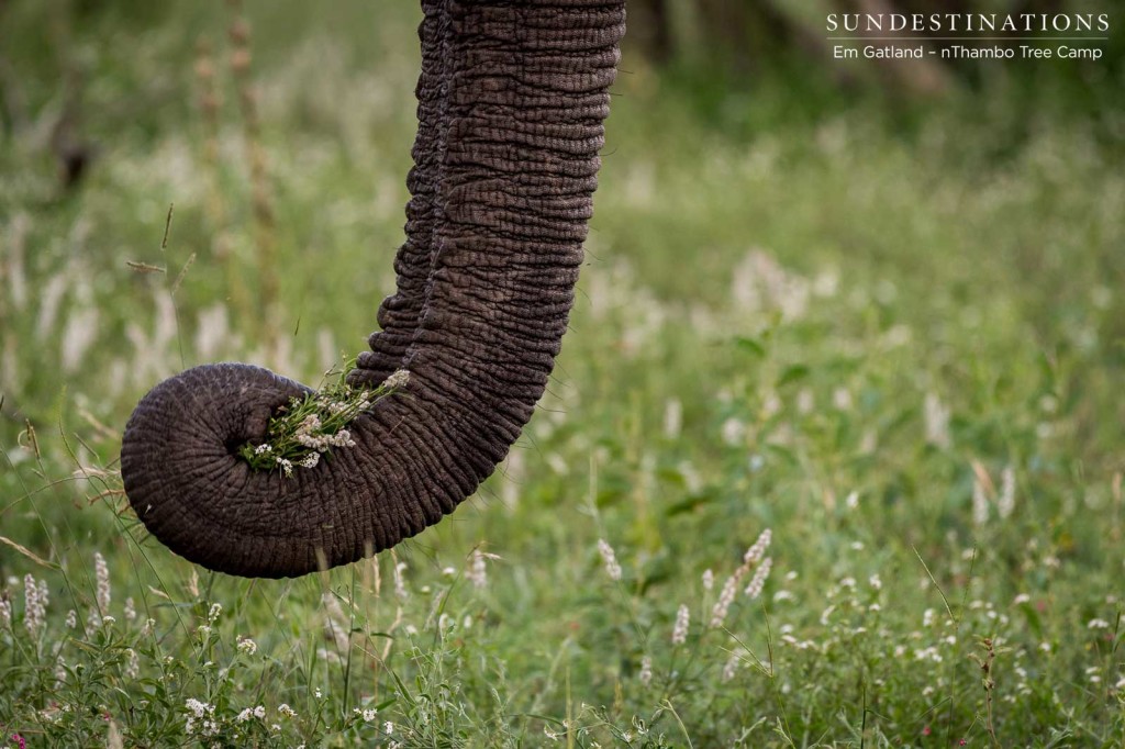 Flower-picking on a summer's day on safari