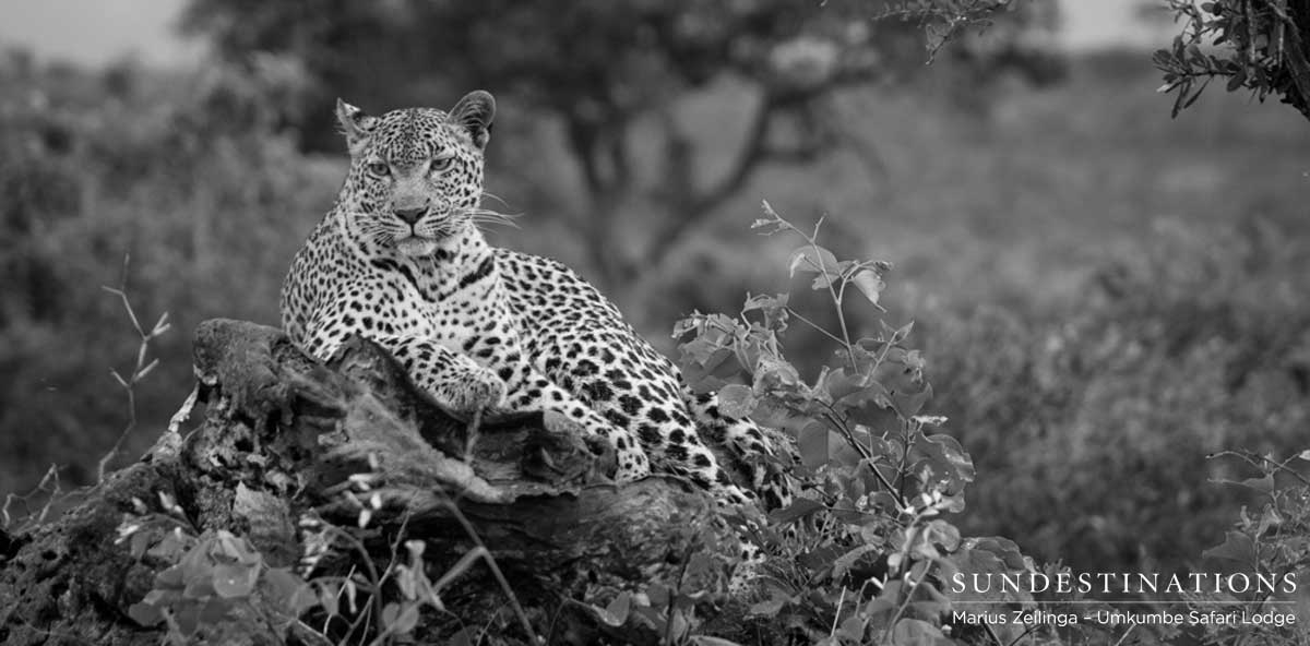 Umkumbe's Kigelia Leopard