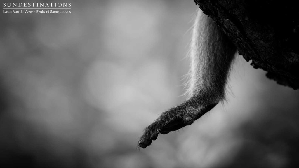 Lazy days in the Lowveld for the vervet monkeys around Ezulwini River Lodge