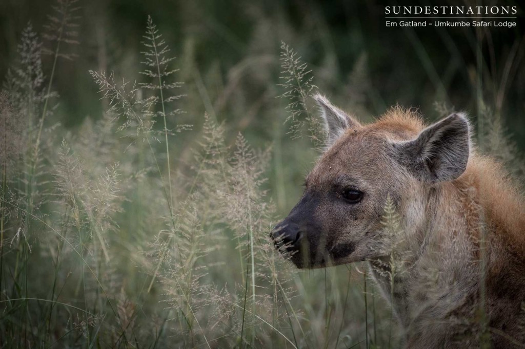 Tall, soft grass rising to eye level with African predators