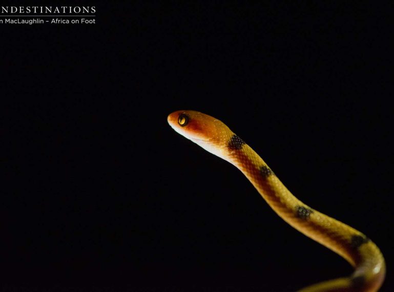 Unusual Sightings in Klaserie : The Eye of the Tiger Snake