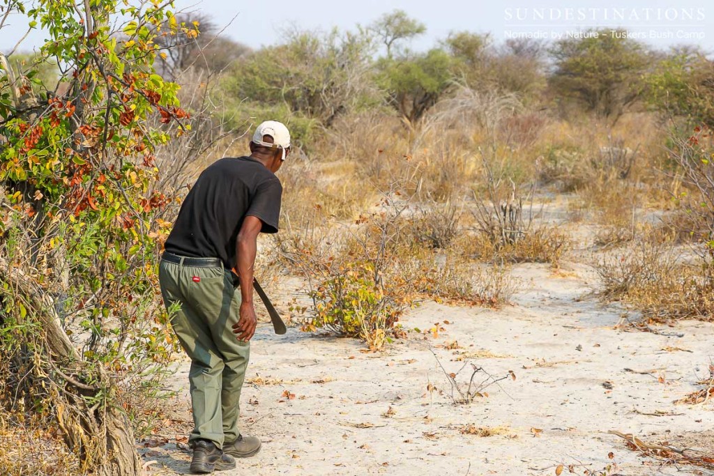 Walking safari at Tuskers Bush Camp