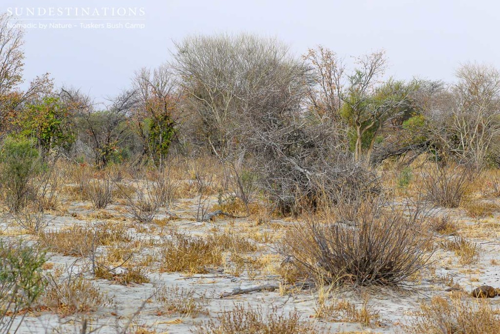 Walking safari at Tuskers Bush Camp