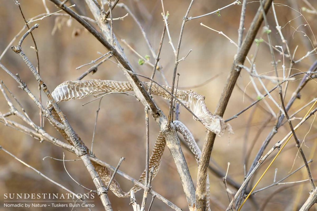 Walking safari at Tuskers Bush Camp