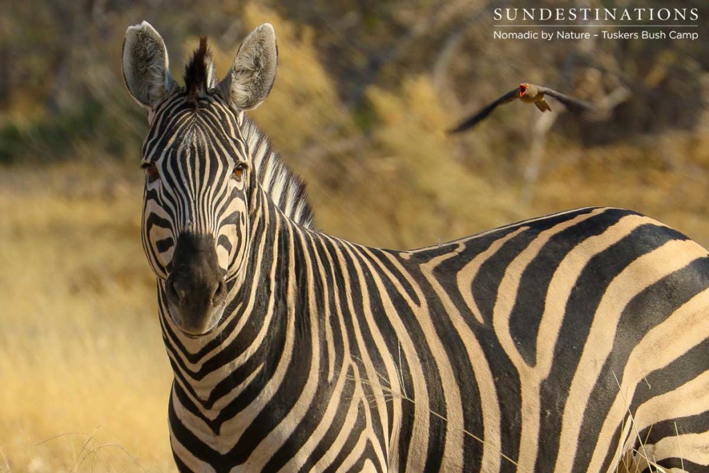 Walking safari at Tuskers Bush Camp