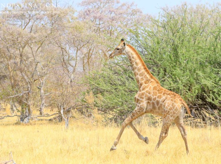 The Sensory Experience of a Walking Safari at Tuskers