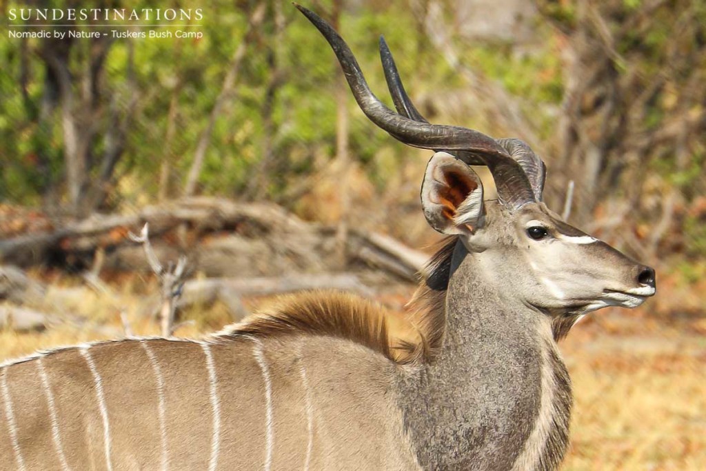 Walking safari at Tuskers Bush Camp