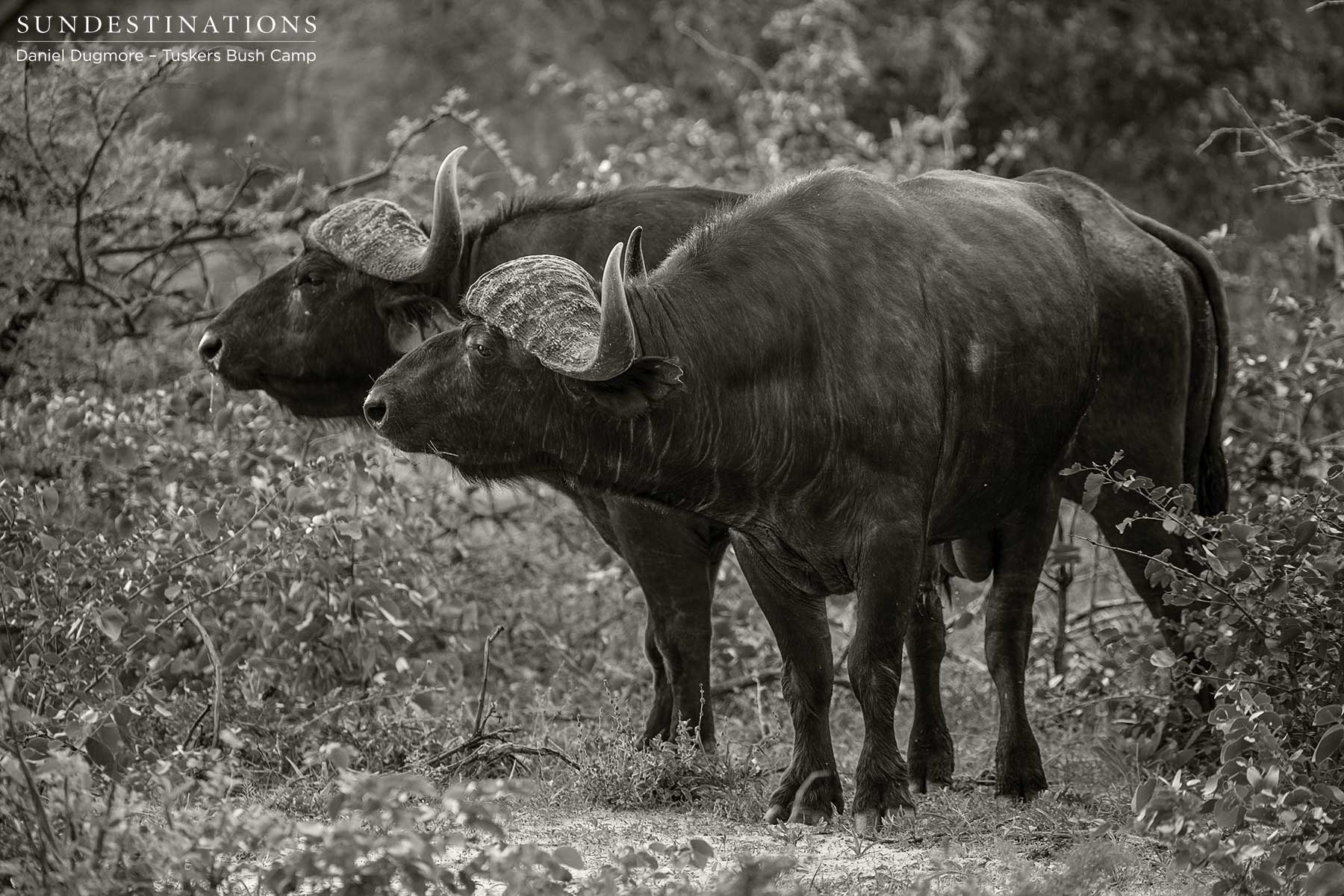 Tuskers Buffalo Herds