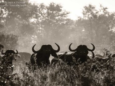 Tuskers Bush Camp lies deep within Botswana’s unexplored tract of land in the Kwatale Concession and is proving to be quite consistent with big game sightings. Large bovids, intelligent pachyderms and elusive cats are beginning to, more so than ever, emerge from the thickets and reveal their presence. The frequency of sightings has definitely improved since the […]