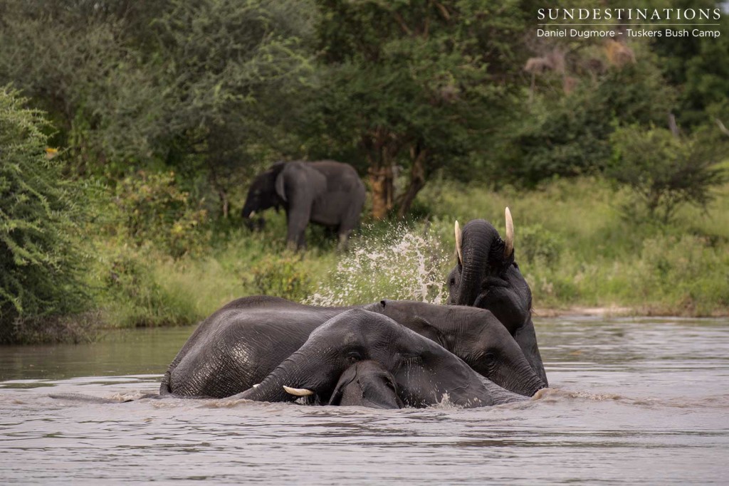 Joy, as expressed by the elephants