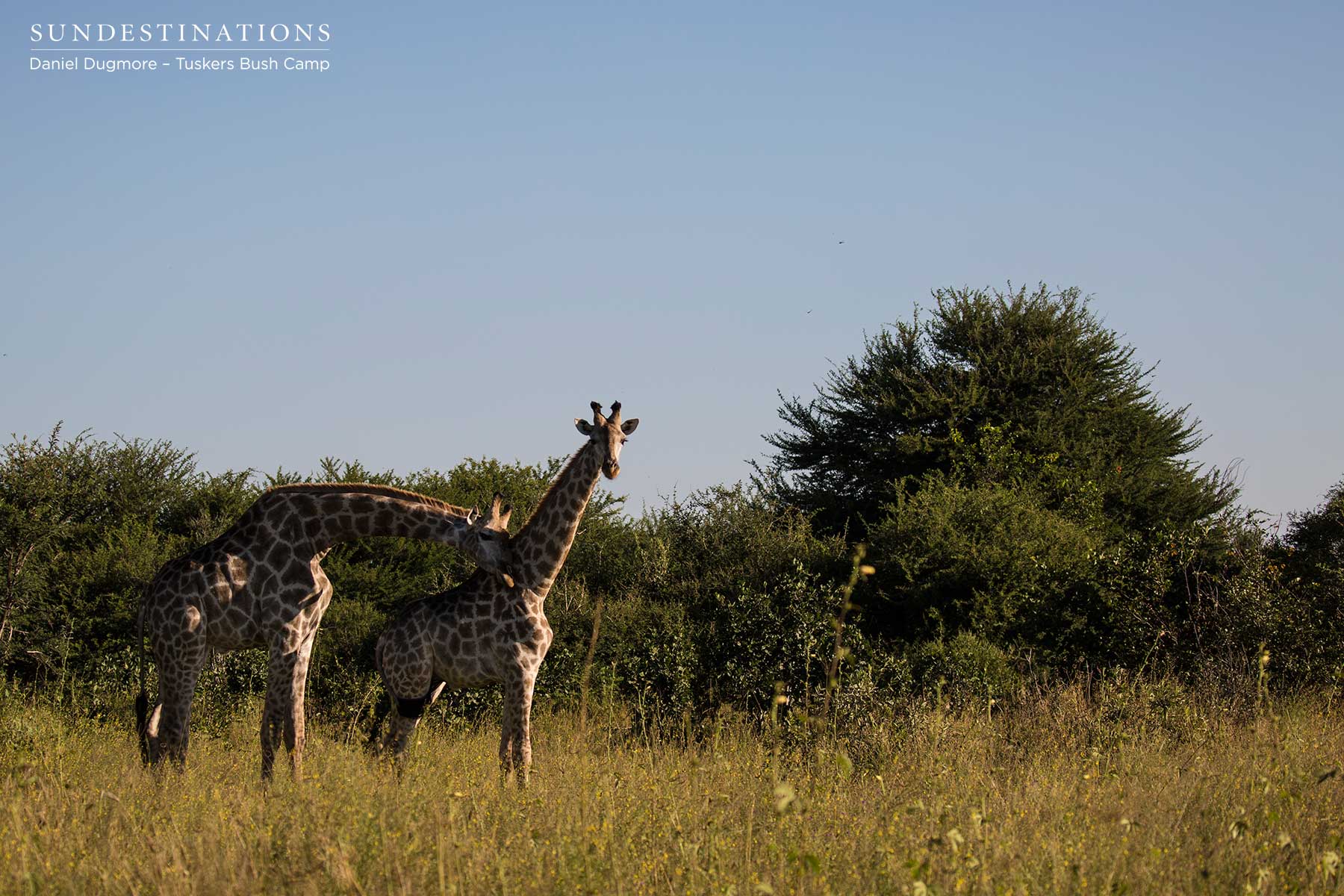 Giraffe - Open Plains