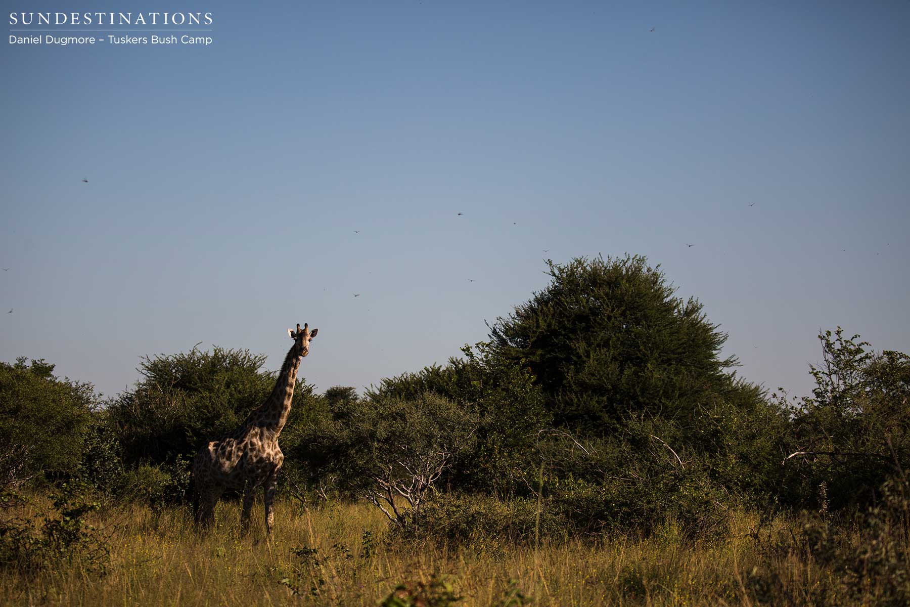 Tuskers Lone Giraffe