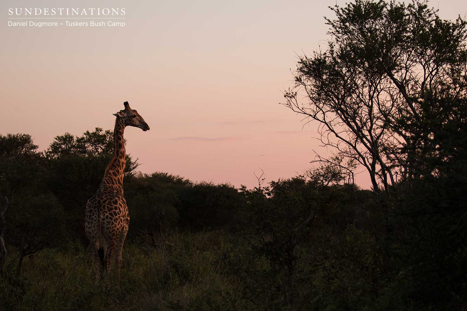 Giraffe in Sunset Tuskers