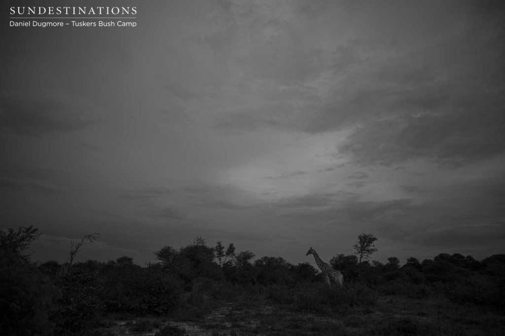 A lush landscape hiding hundreds of heartbeats, while only the tallest mammal is visible