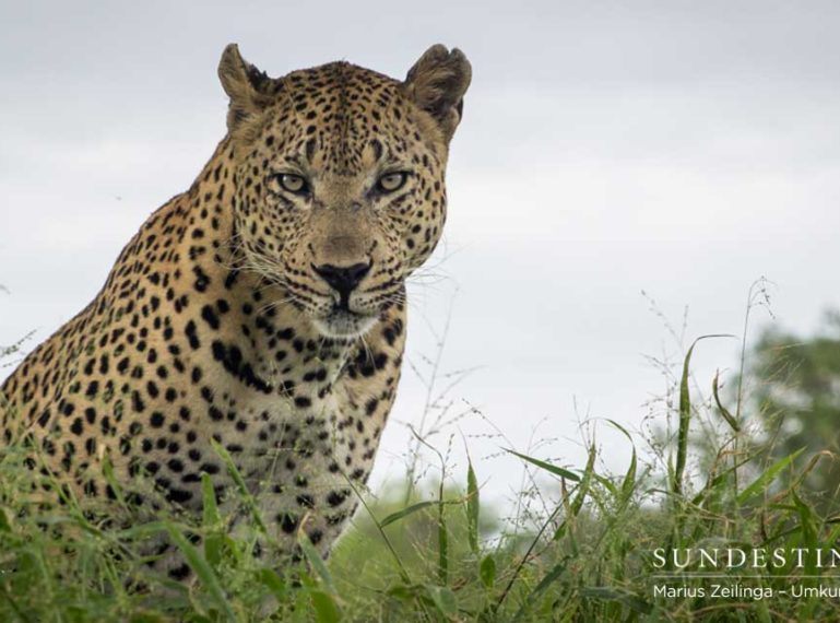 Umkumbe Leopard News : Dashing and Daring, Courageous and Caring…