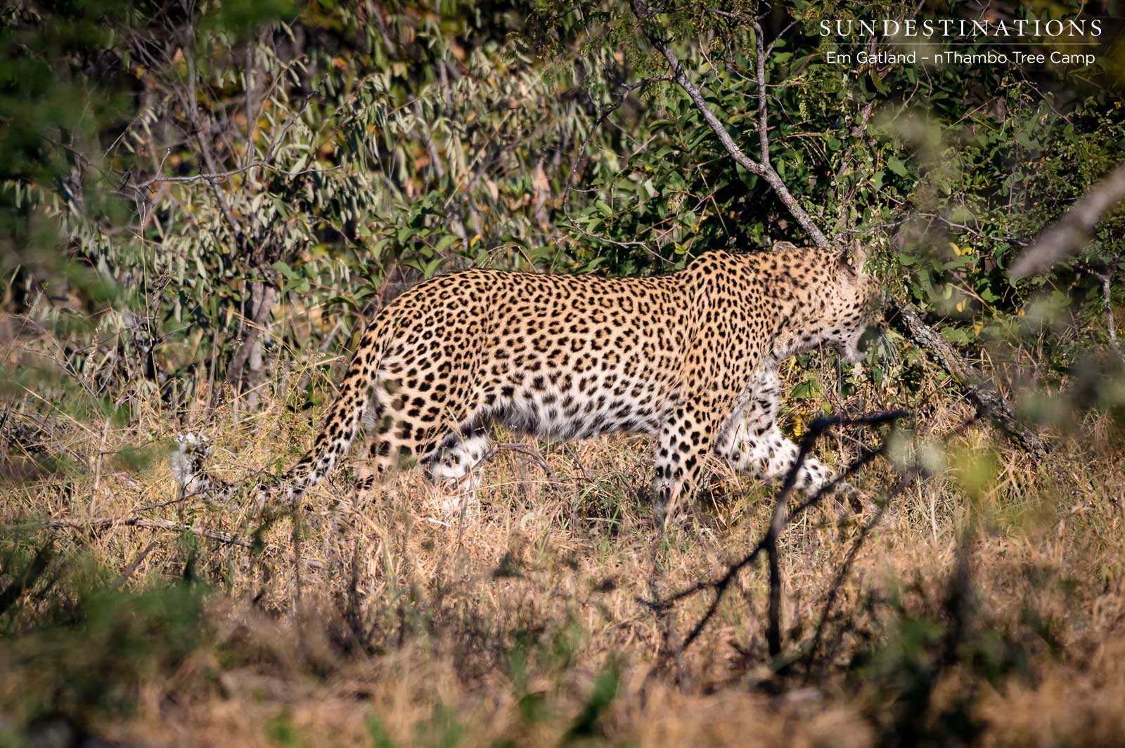 Leopard in Thickets