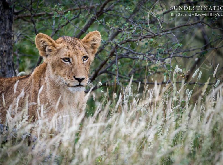 Week in Pics : The Genius of Genus Panthera