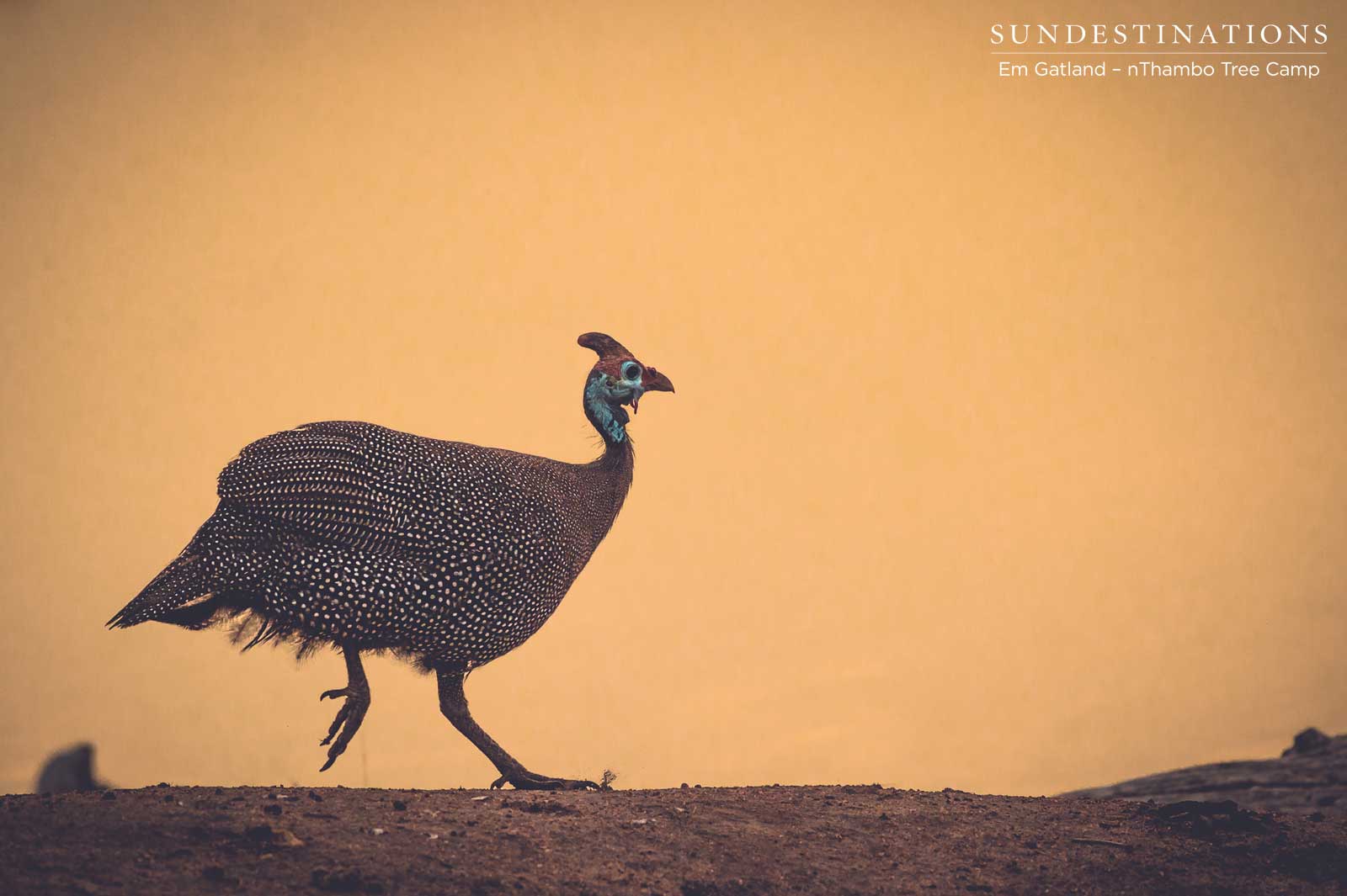 Guinea Fowl nThambo Tree Camp