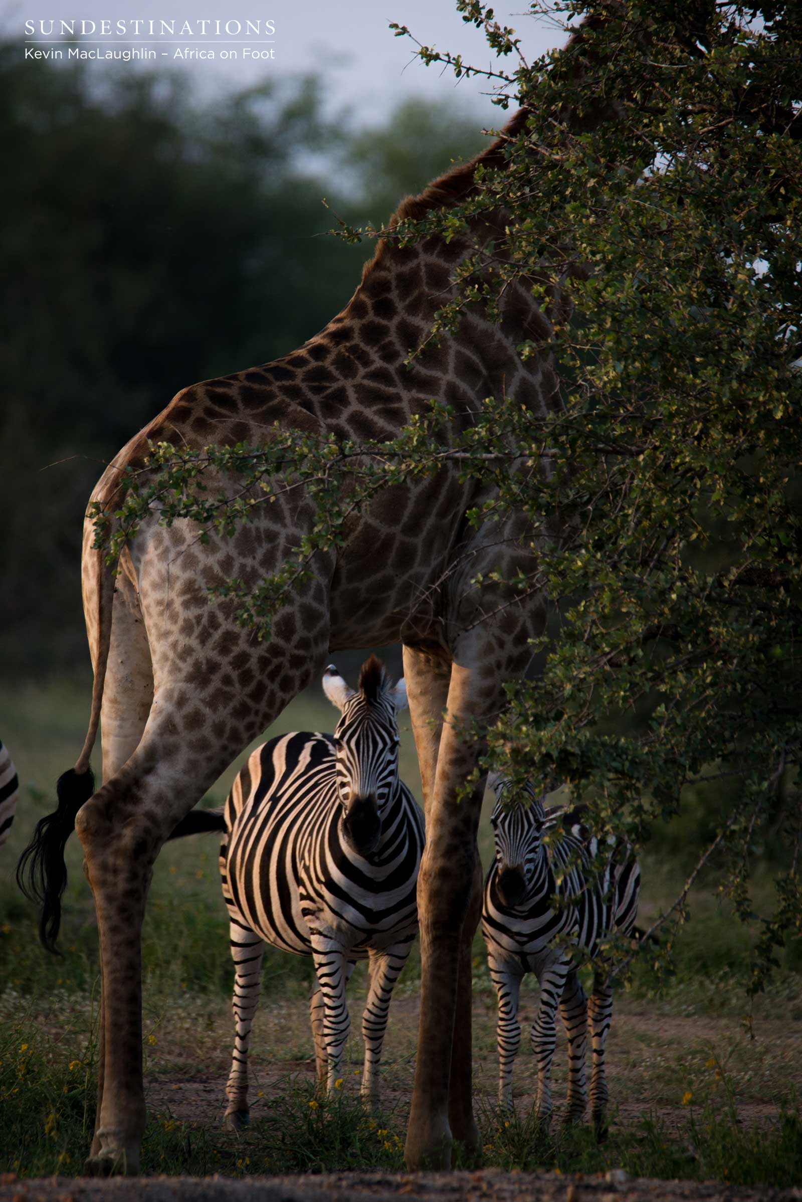 Africa on Foot Giraffe