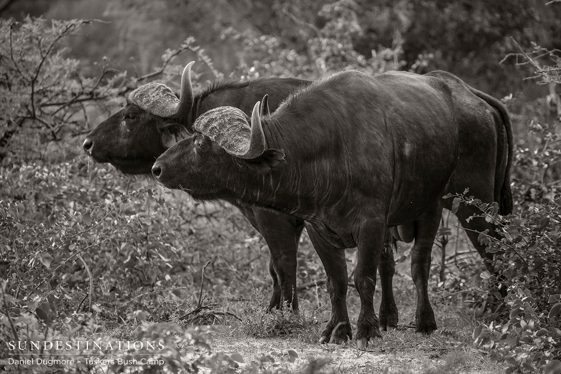 Tuskers Bush Camp Buffalo