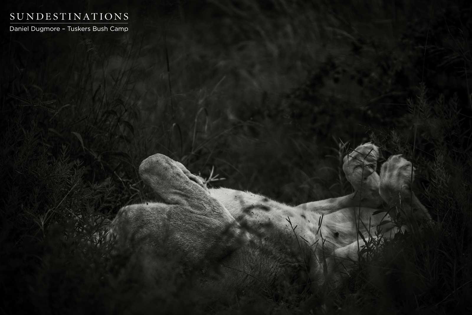 Lions at Tuskers Bush Camp