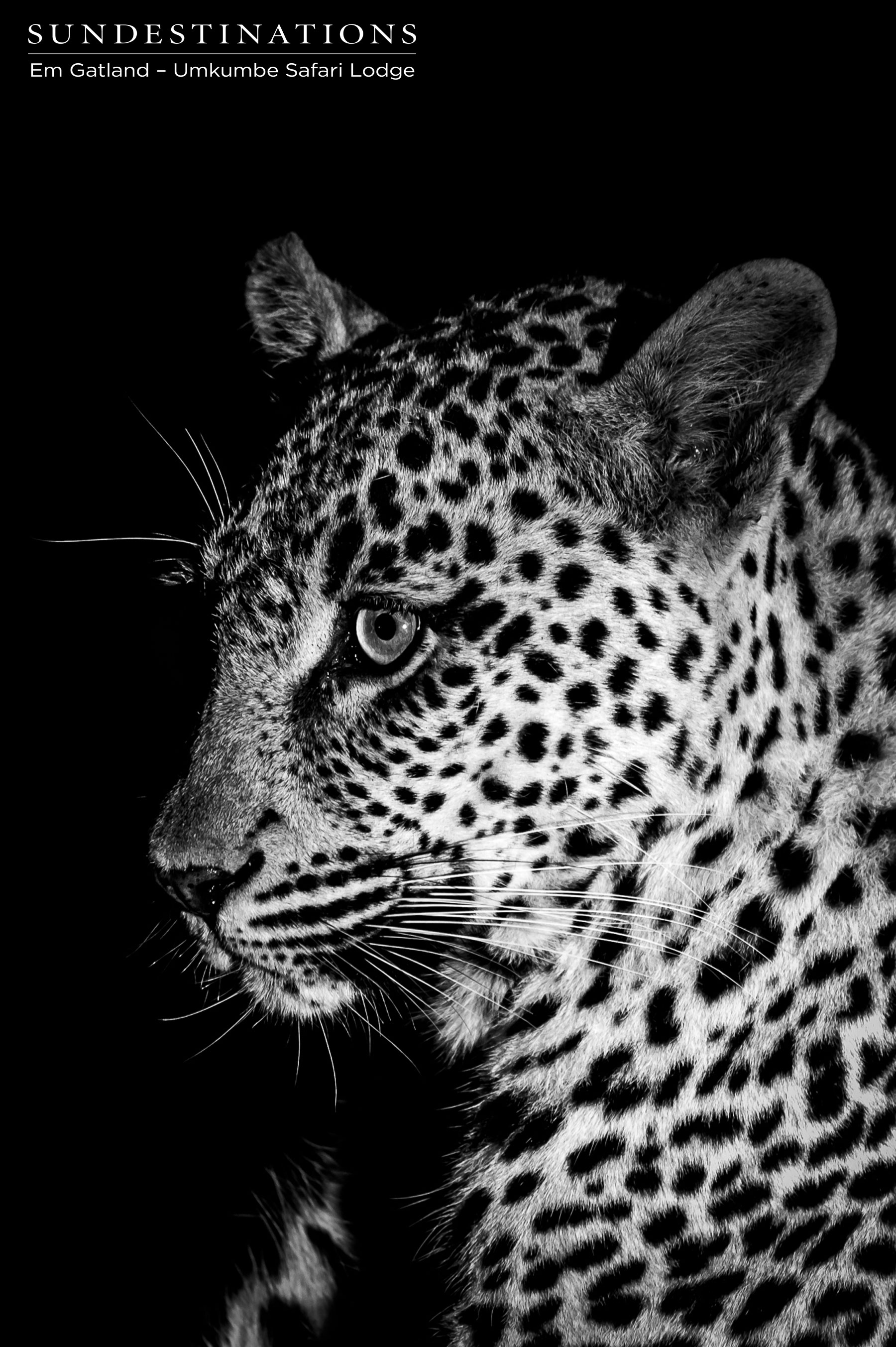Tatowa the Leopard