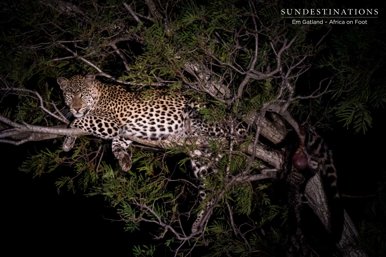 Unknown Klaserie Leopard with Kill