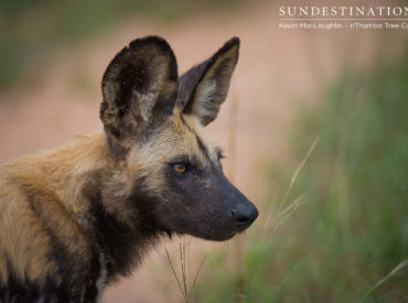 In 2013 the United Nations General Assembly proclaimed 3 March World Wildlife Day in an effort to celebrate and raise global awareness of fauna and flora. On a daily basis, our team aims to educate, inspire and share photos/stories of animals thriving in the wild. We are their onlookers and consider ourselves lucky to observe […]