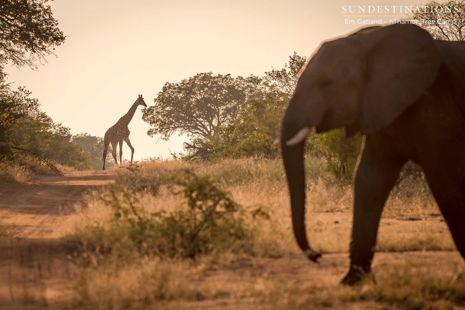 Giraffe and Elephant Klaserie