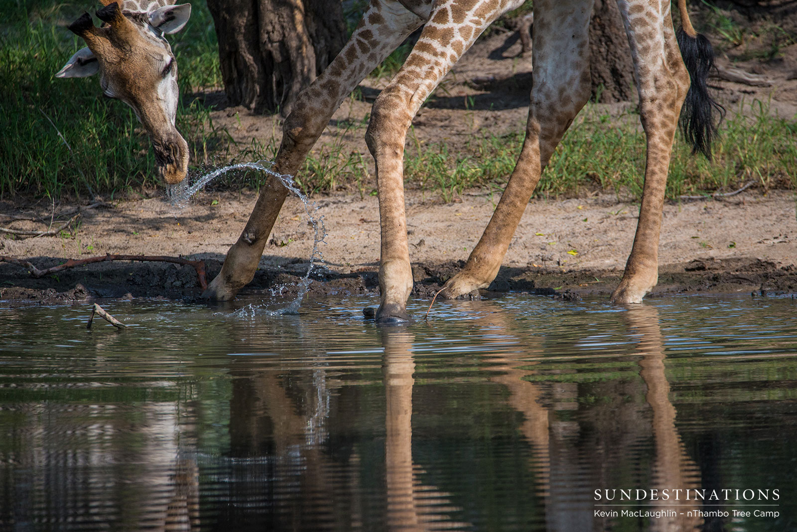Giraffe at nThambo Tree Camp