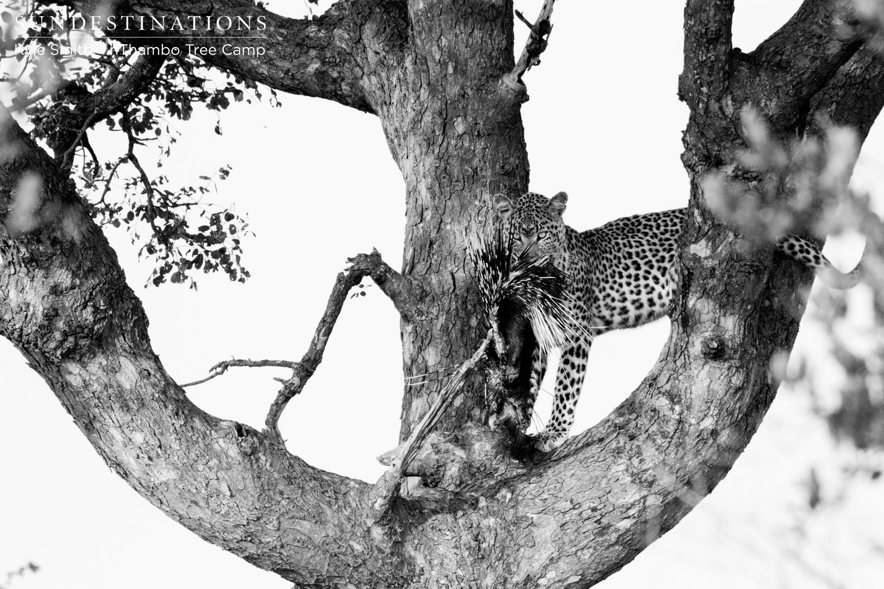 Leopard at nThambo Tree Camp