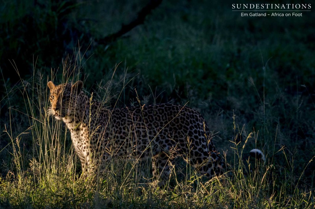 Whiskers and reeds catching the late afternoon sunlight