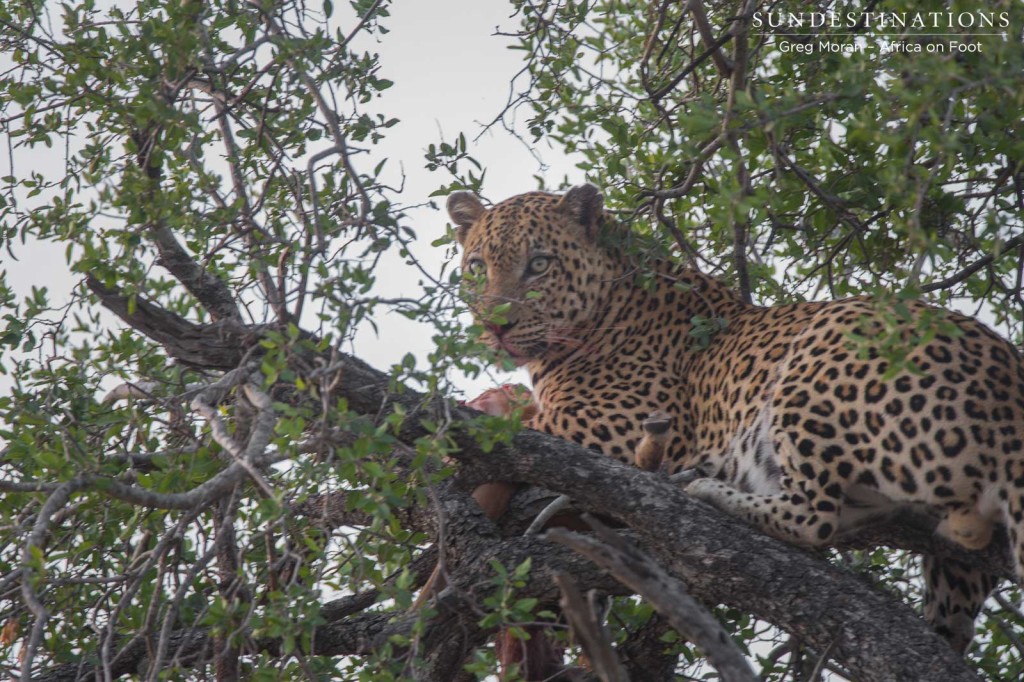 Unknown male leopard with a kill