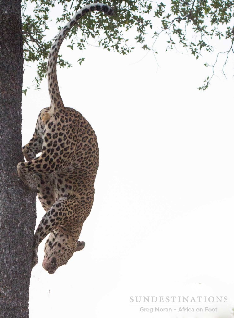 Unknown male leopard with a kill