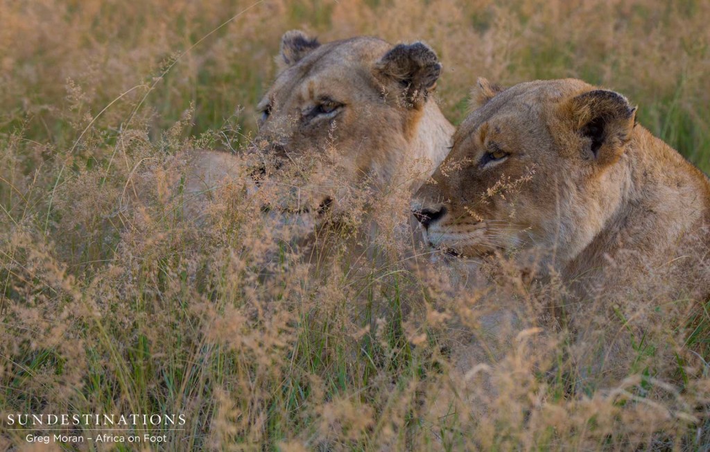 Ross Breakaway lionesses