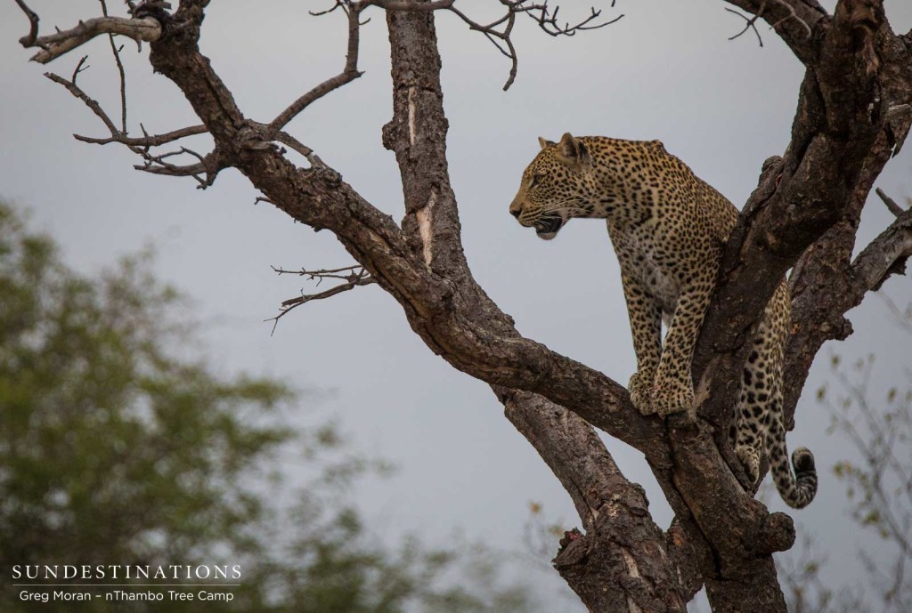 Bundu male leopard