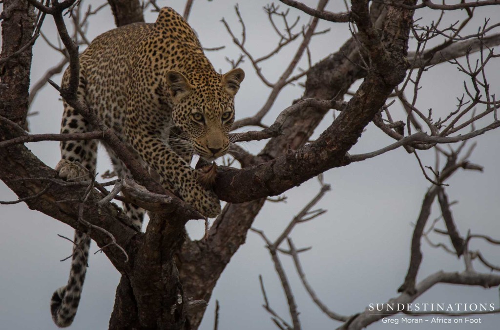 Bundu male leopard