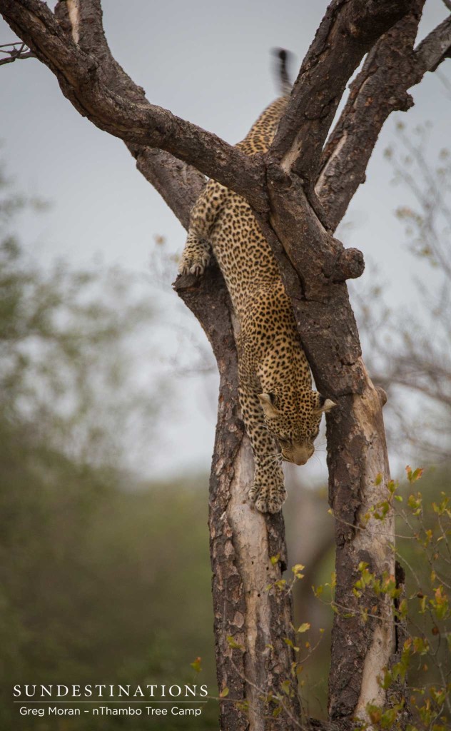 Bundu male leopard