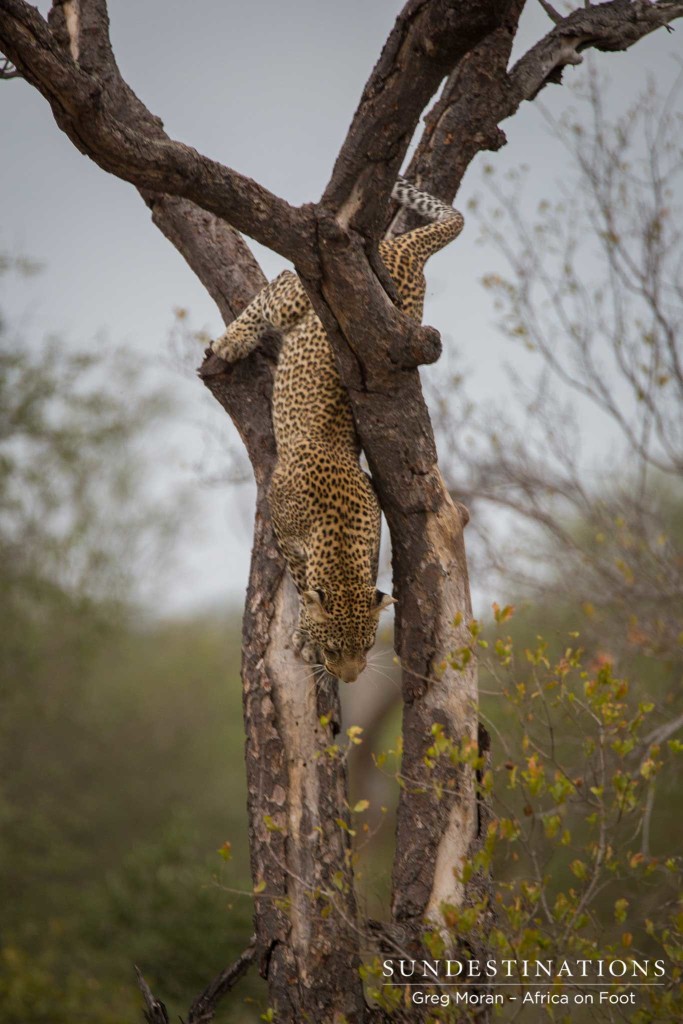 Bundu male leopard