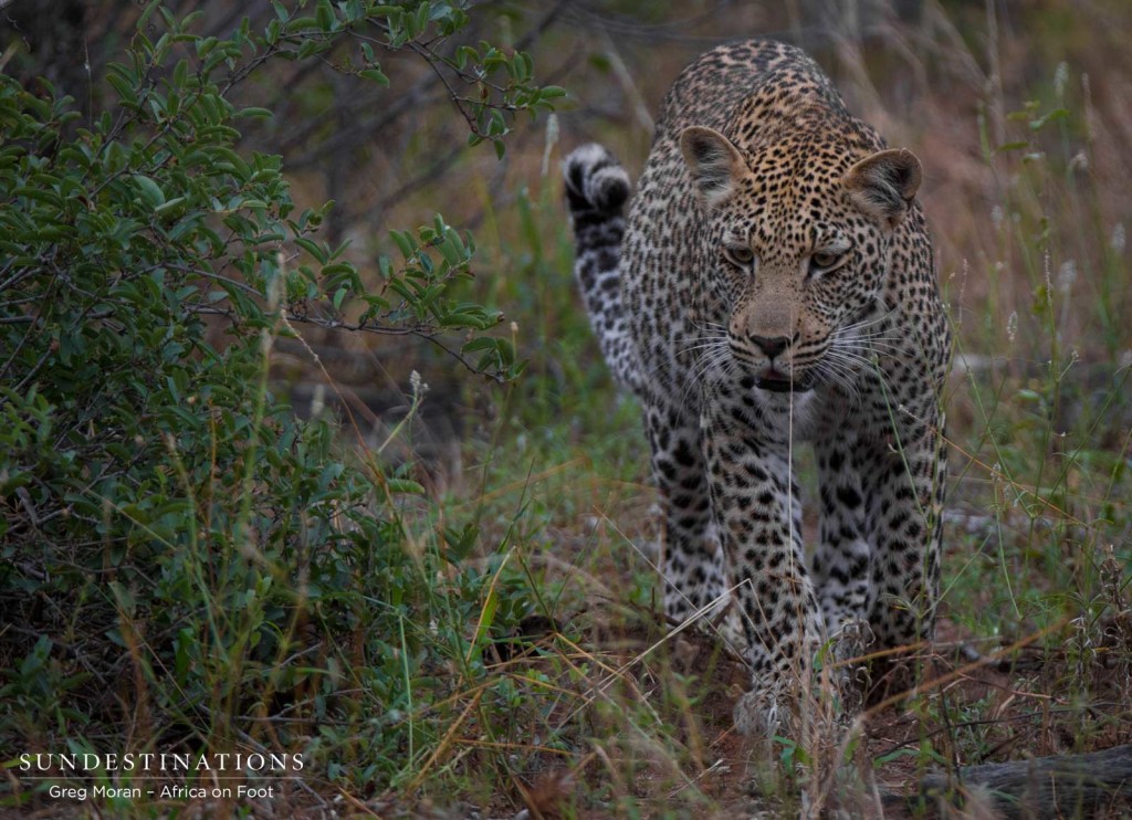 Bundu male leopard