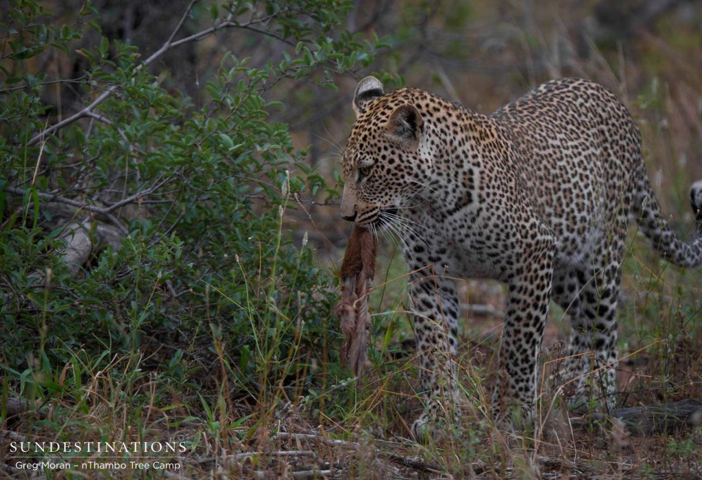 Bundu male leopard