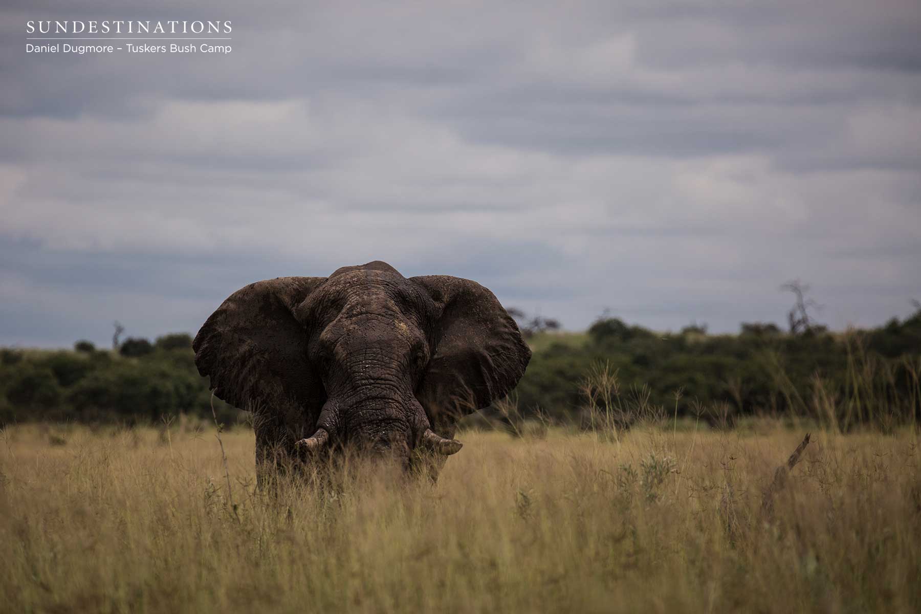 Tuskers Bush Camp Elephant