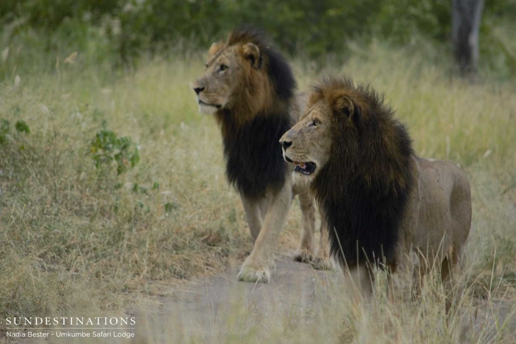 The Matshapiri males: indomitable, black-maned beasts of the Sabi Sand