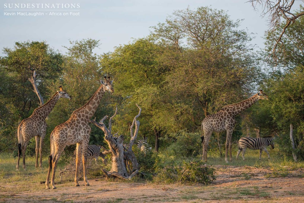 Zebra and giraffe congregation
