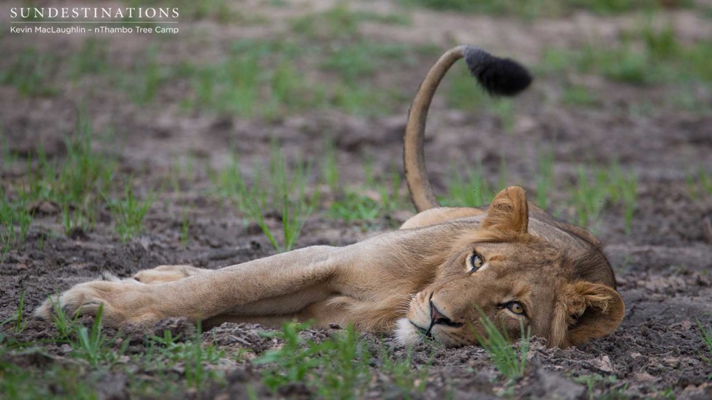 Hercules Pride subadult male