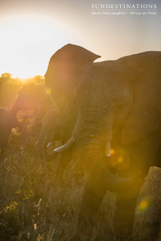 Elephants enjoying the wet weather